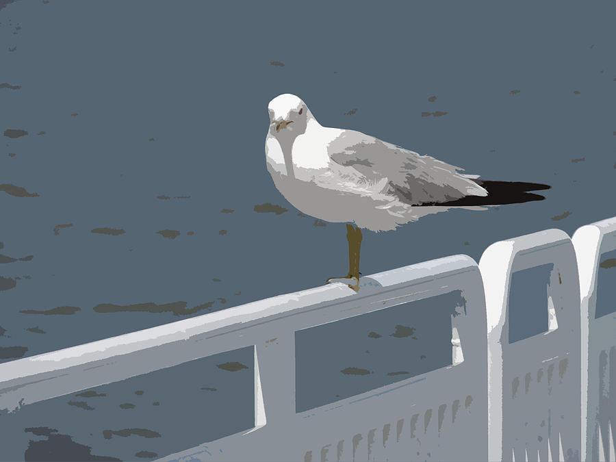 Seagull on the Rail Photograph by Michelle Calkins