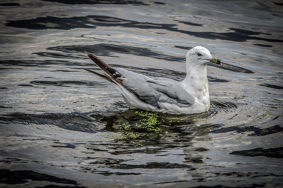 Seagull On The River Photograph by Ray Congrove