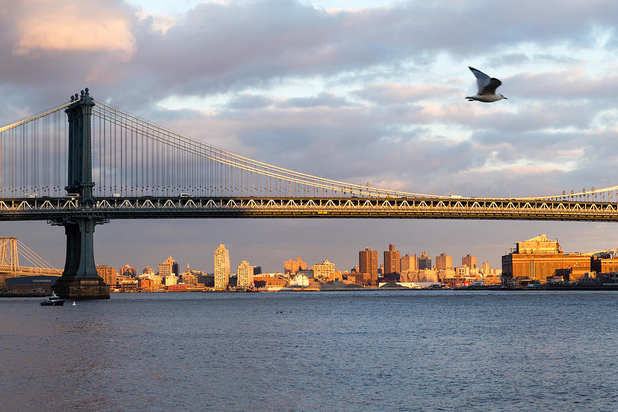 Seagull Over Manhattan Bridge Photograph by SR Green
