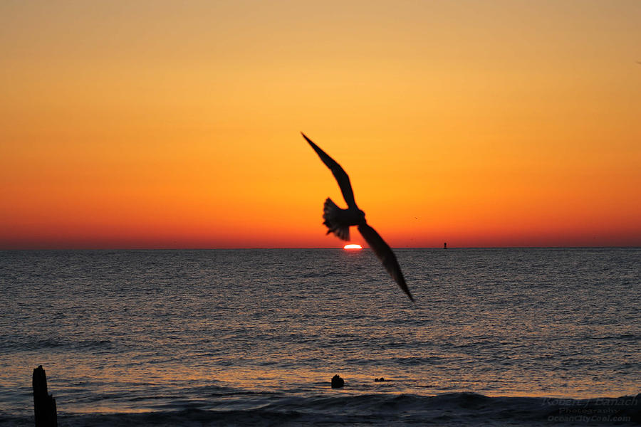 Seagull Over Sunrise Photograph by Robert Banach