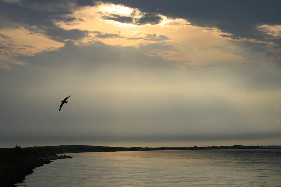 Seagull over the Fire Island Inlet Photograph by Christopher J Kirby