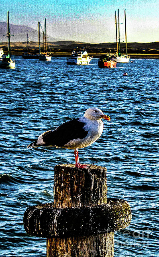 Seagull Perch Photograph by Adam Morsa
