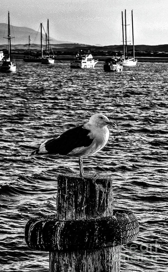 Seagull Perch, Black and White Photograph by Adam Morsa