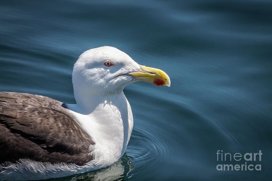 Seagull portrait Photograph by Claudia M Photography