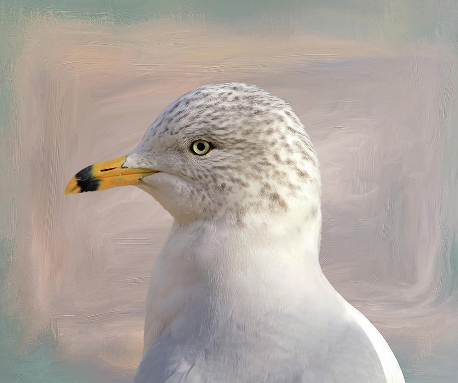 Ring-billed Gull Photograph - Seagull Portrait by Donna Kennedy Ring-billed Gull Photograph - Seagull Portrait by Donna Kennedy
