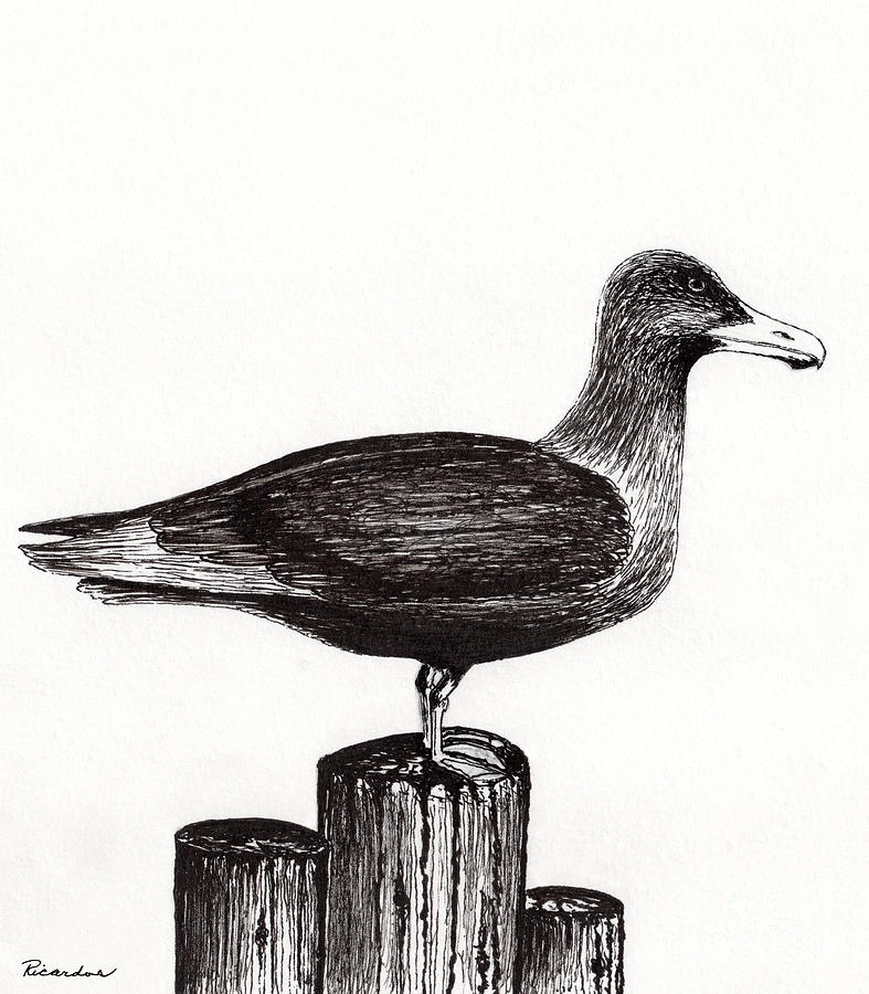 Seagull Portrait on Pier Piling E3L Drawing by Ricardos Creations