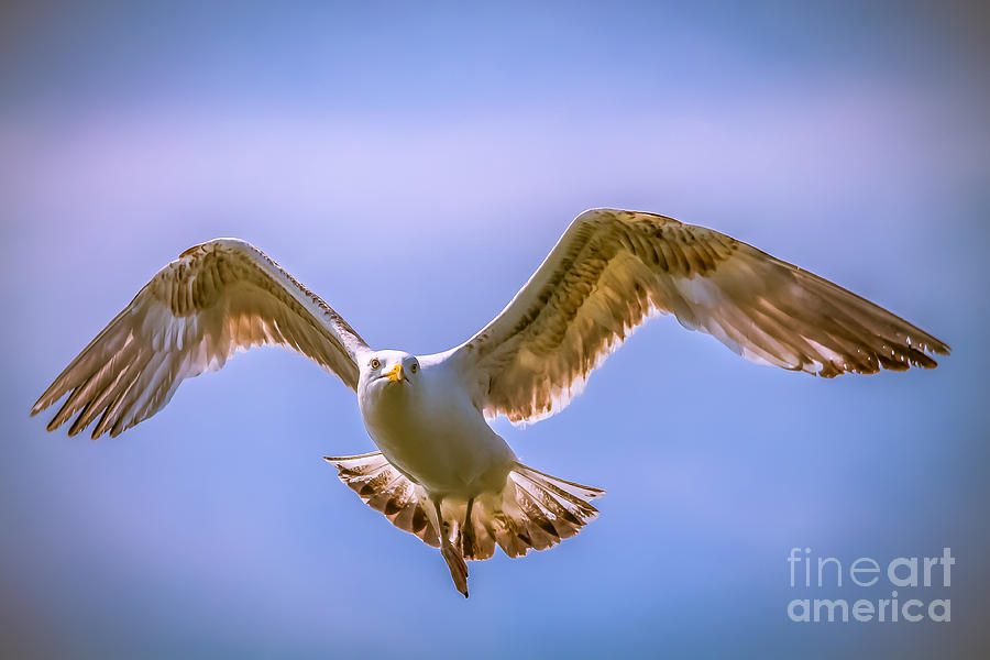 Wildlife Photograph - Seagull posing by Claudia M Photography
