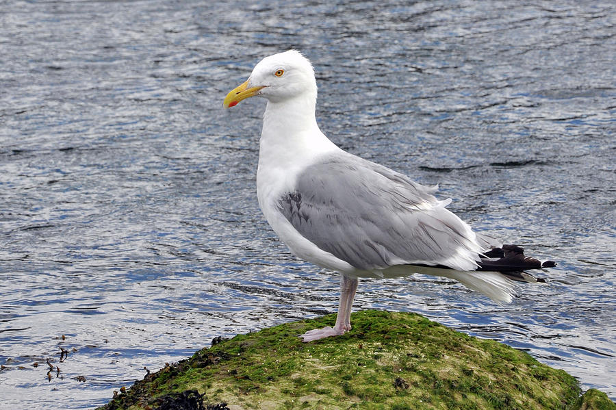 Seagull Posing Photograph by Glenn Gordon
