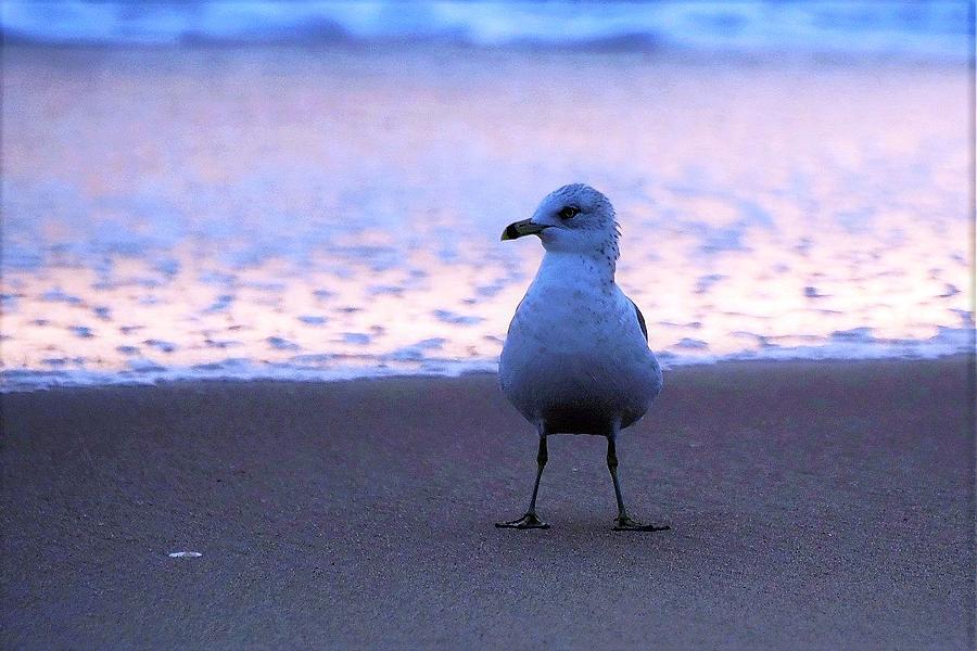 Seagull Posing Photograph by Kim Bemis