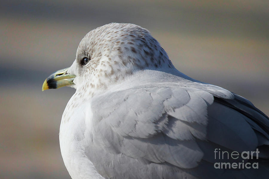 Seagull Profile III Photograph by Karen Jorstad