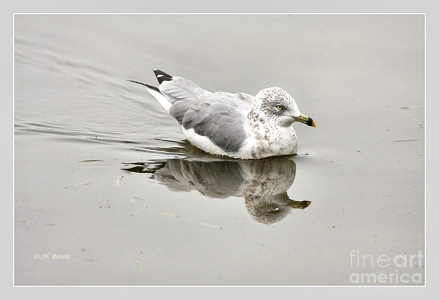 Seagull Reflections Photograph by Deborah Benoit