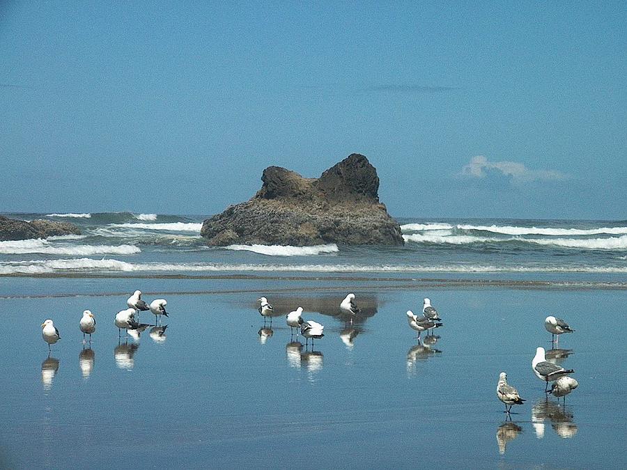Seagull Reflections Photograph by Lori Seaman