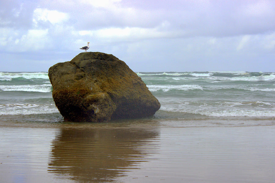 Seagull Rock Photograph by Joseph Skompski