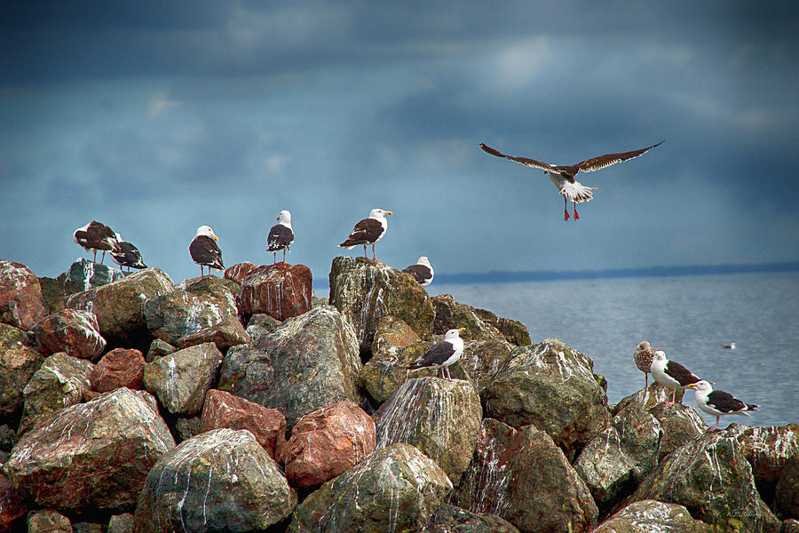 Seagull Rocks Photograph by WB Johnston