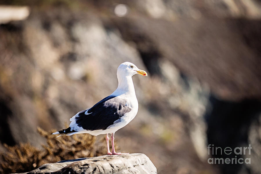 California Gull Photograph by Scott Pellegrin