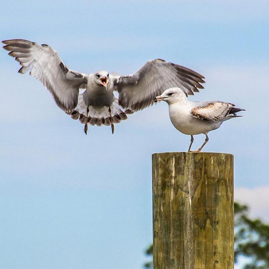 Seagull Photograph - #seagull #seagulls #birds #beach #ocean by Raw Image Photo