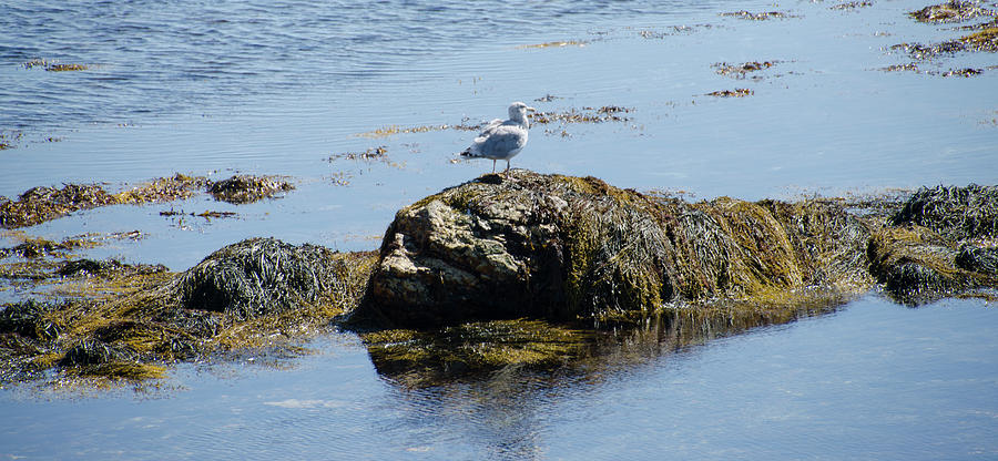 Seagull Seascape - Newport Rhode Island Photograph by Bill Cannon