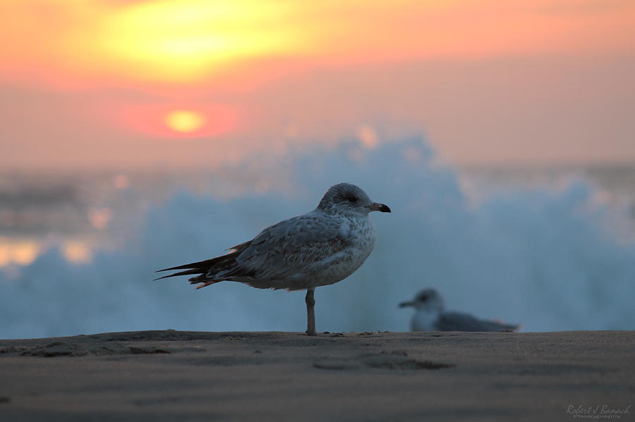 Animal Photograph - Seagull Seascape Sunrise by Robert Banach