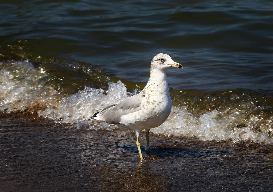 Seagull Seashore Photograph by SC Shank