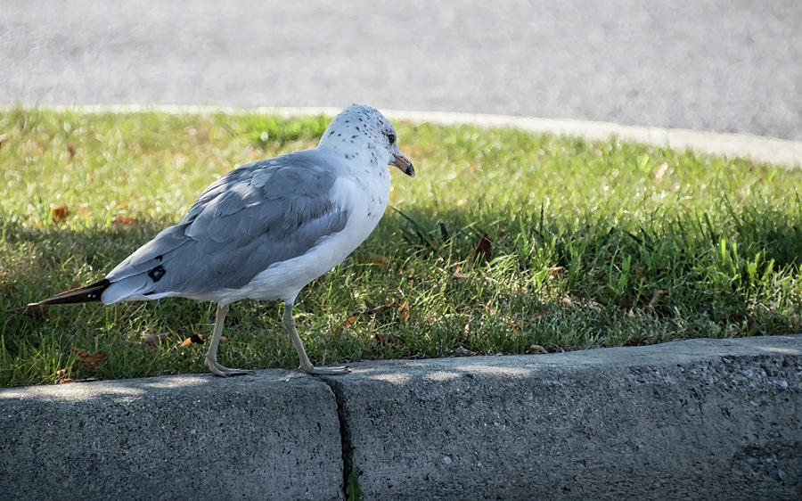 Seagull Sidewalk - Photograph by Julie Weber