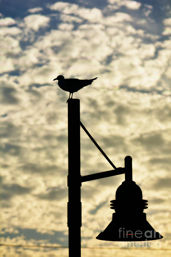 Seagull Silhouette 1 Photograph by Kelly Nowak