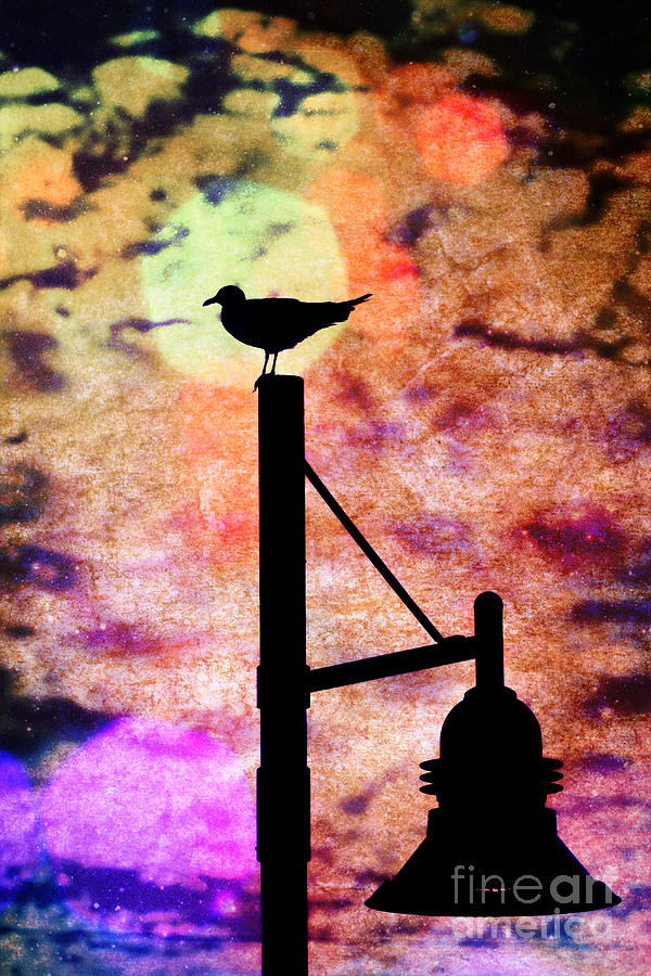 Seagull Silhouette 4 Photograph by Kelly Nowak