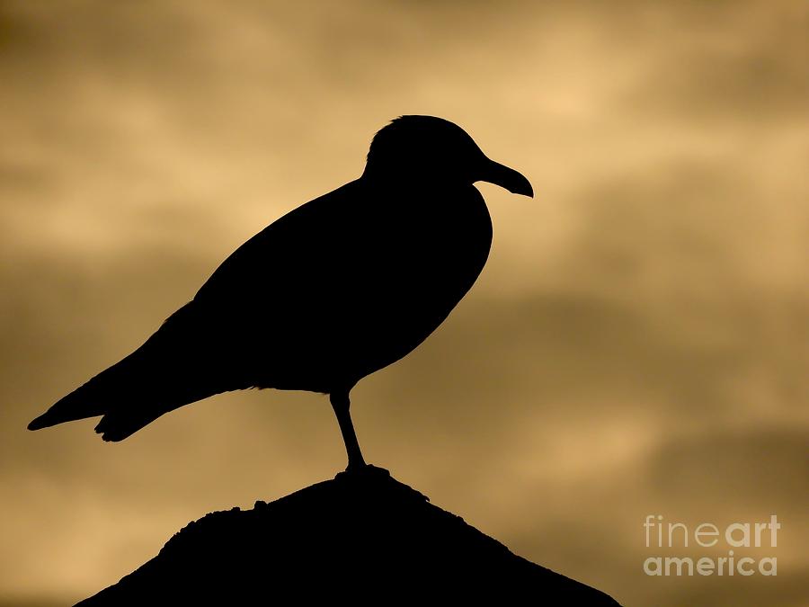 Seagull Silhouette Photograph by Beth Myer Photography