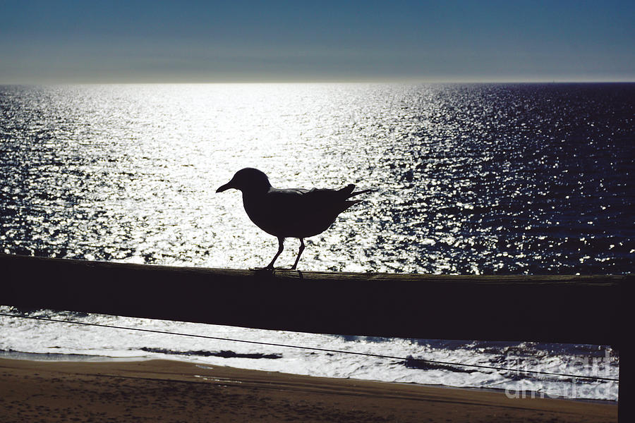 Seagull Silhouette Photograph by Cassandra Buckley