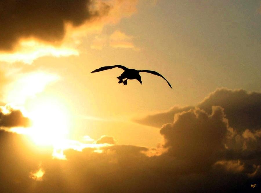 Seagull Silhouette Photograph by Will Borden