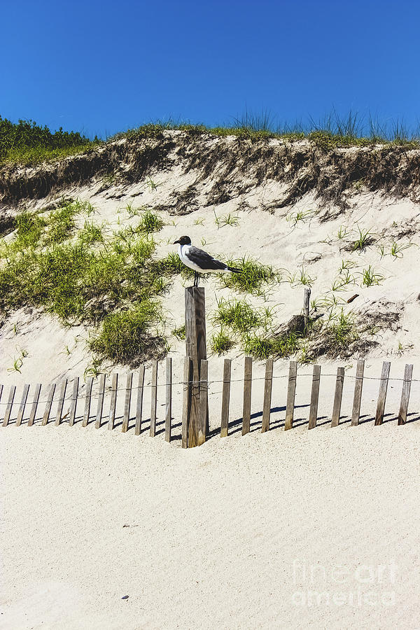 Seagull Sittin Pretty Photograph by Colleen Kammerer
