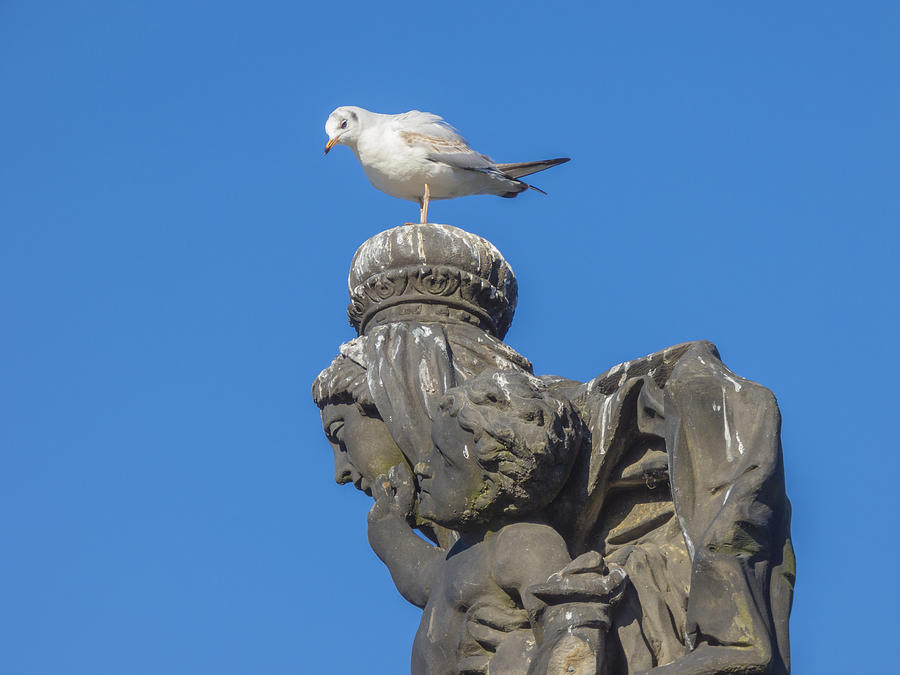 Seagull sitting on stone statue head Photograph by Miroslav Nemecek