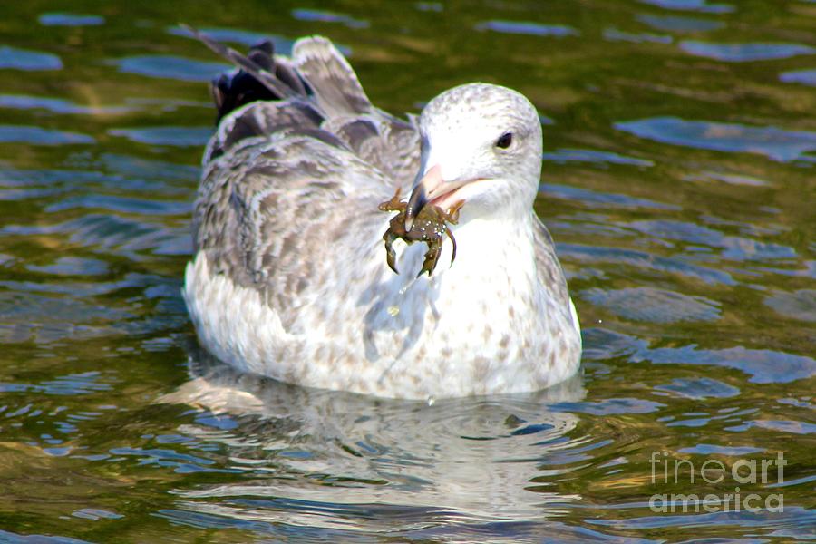 Seagull Photograph - Seagull Snacks by Roam  Images