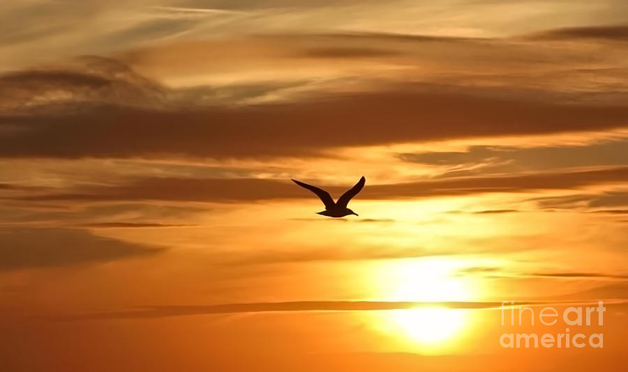 Seagull Soaring into Sunset Photograph by Beth Myer Photography