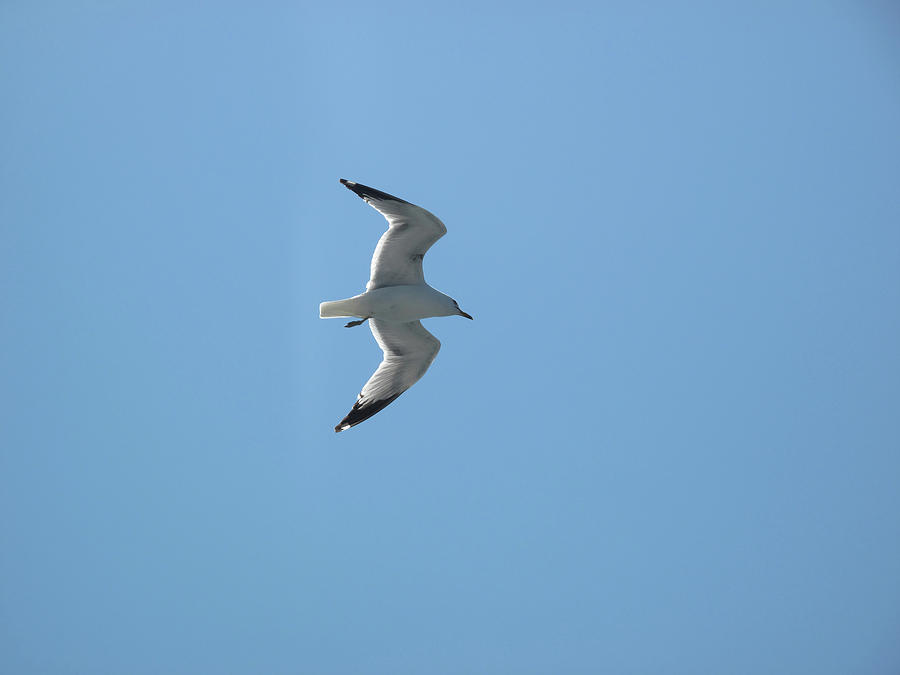 Seagull Soaring  Photograph by Lyle Crump