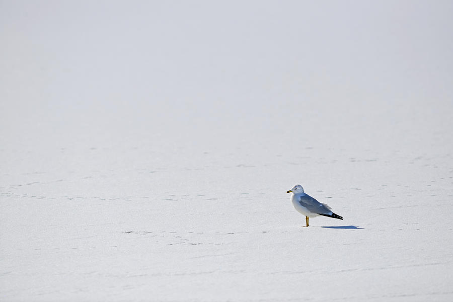 Seagull Solitude Photograph by Patrick Wolf