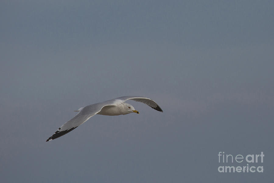 Seagull Spreads its Wings Photograph by D Wallace