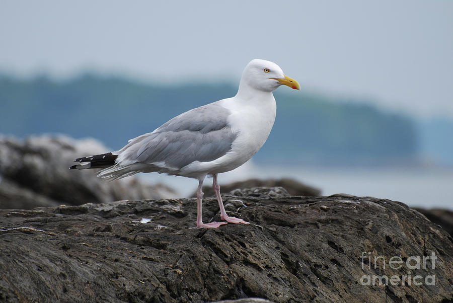 Seagull Standing on a Rock off the Coast of Maine Photograph by DejaVu Designs