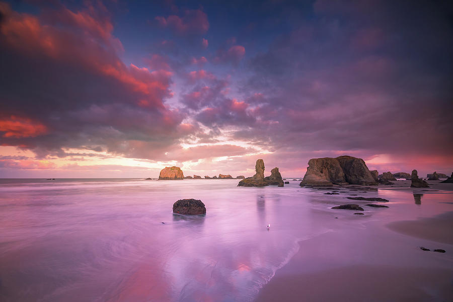 Seagull standing on beach with seastacks and colorful clouds Photograph by William Lee