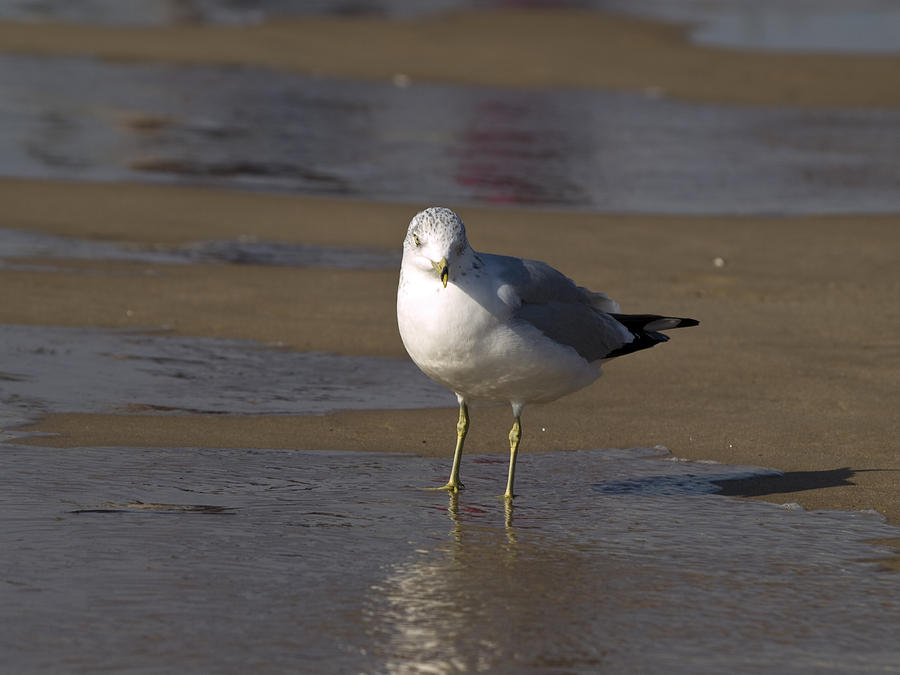 Seagull Standing Photograph by Tara Lynn
