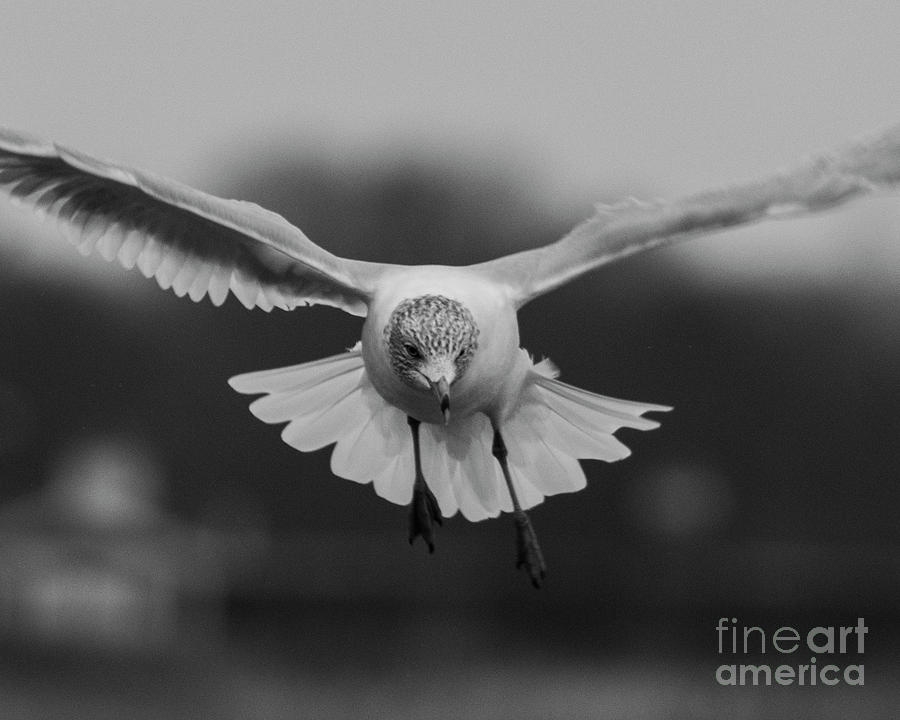 Seagull Photograph by Steven Natanson