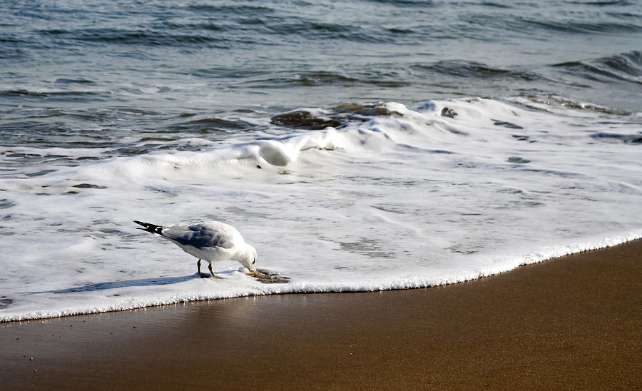 Seagull Stops for a Drink Photograph by Travis Rogers
