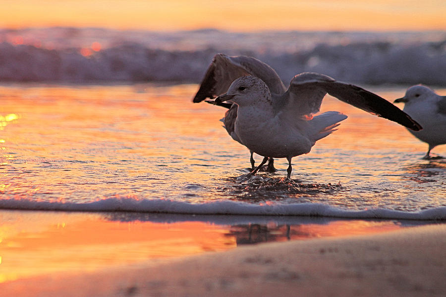 Seagull Photograph - Seagull Stretch at Sunrise by Robert Banach
