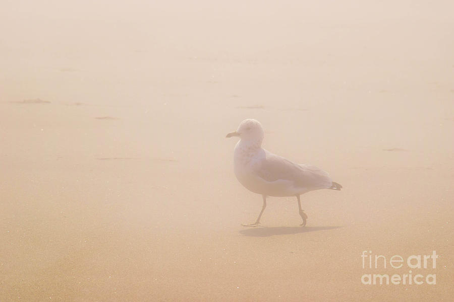 Seagull Strolling In Morning Fog Photograph