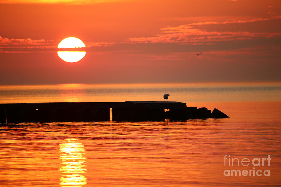 Seagull sunrise 1 Photograph by Eric Curtin