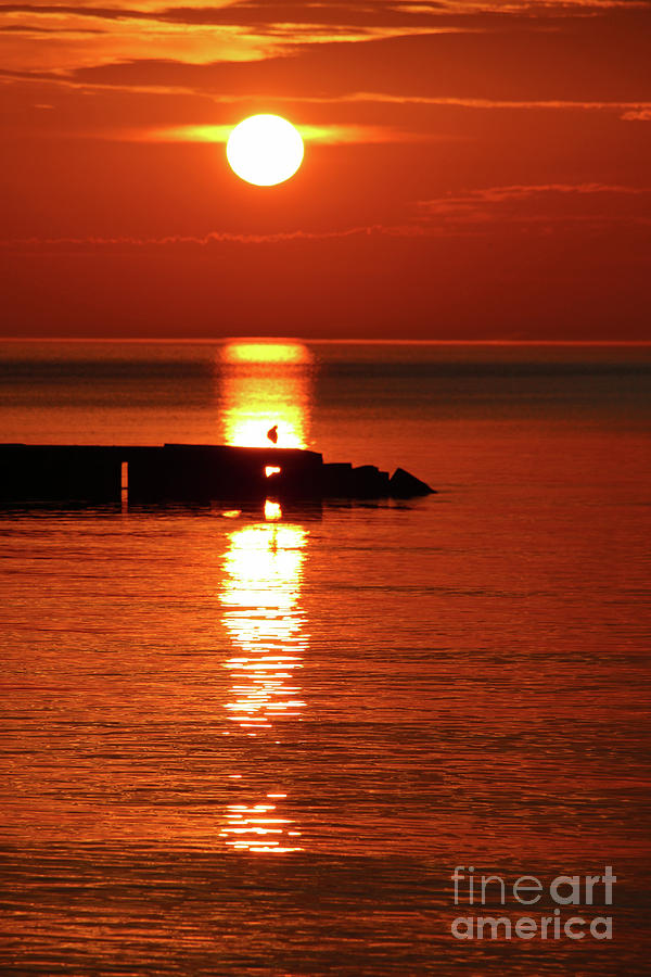 Seagull sunrise 4 Photograph by Eric Curtin