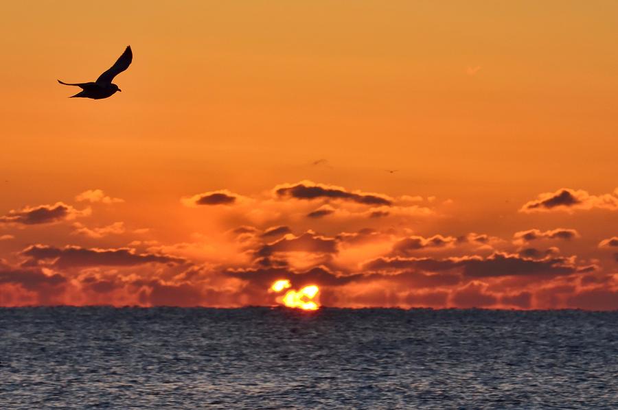 Summer Photograph - Seagull Sunrise by Bob Cuthbert