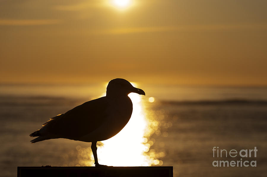 Seagull Sunrise. Photograph