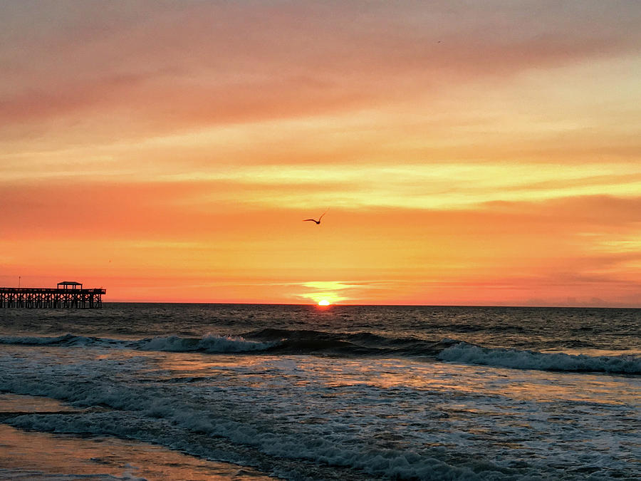 Seagull Sunrise Photograph by Matt Sexton