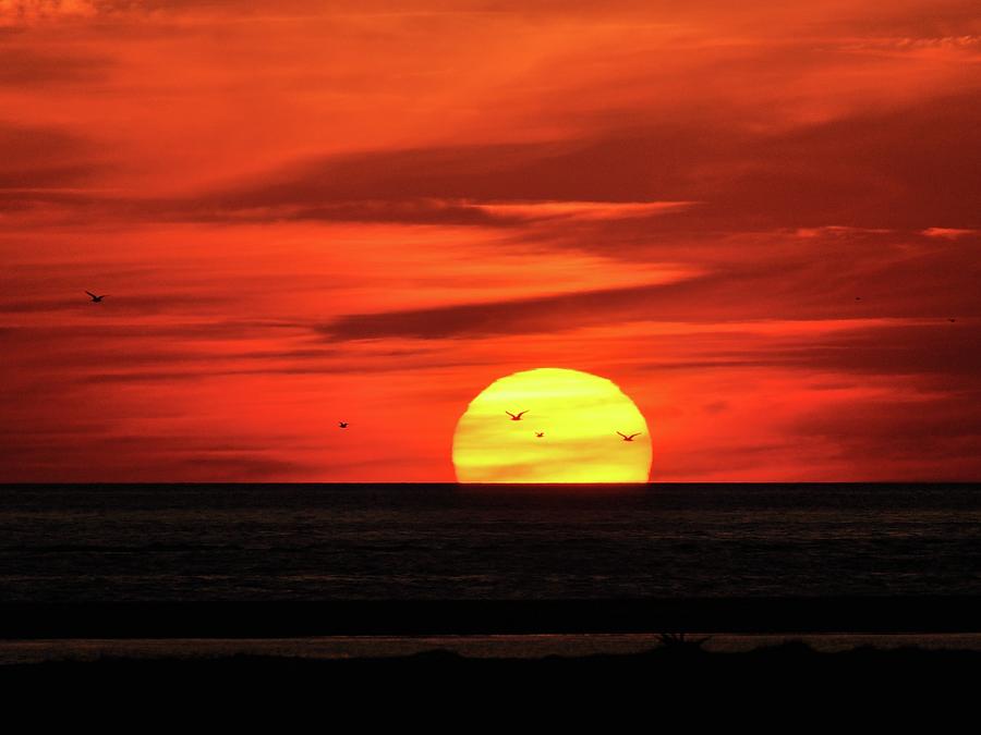 Seagull Sunset Photograph