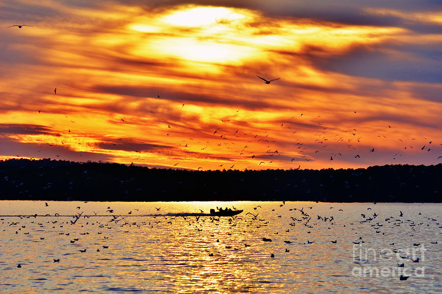 Seagull Sunset at Jordan Lake Photograph by Kelly Nowak